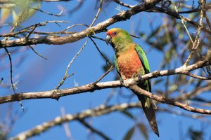 Golden-capped Parakeet