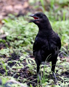 American Crow (juvenile).jpg