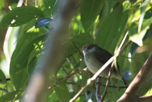 Pin-tailed Manakin