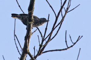 White-wedged Piculet