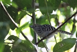 Spot-backed Antshrike