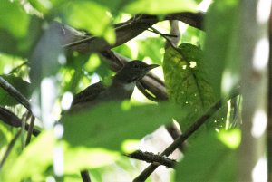 White-necked Thrush