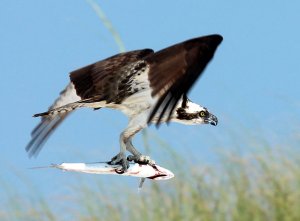 Osprey