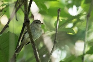 Euler's Flycatcher