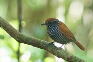 Chestnut-backed Antshrike