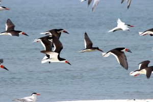 Black Skimmer