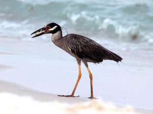 Yellow-crowned Night Heron