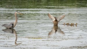 Mallard hen would have none of that stuff from the heron