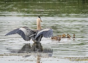 The startled heron turned on the mallard and her brood