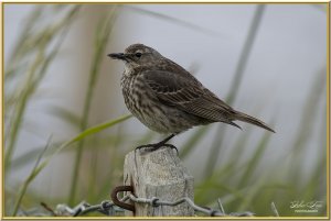 Rock Pipit