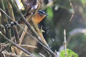 Ferruginous Antbird