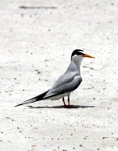 Least Tern