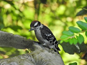 Juvenile male Downy Woodpecker..jpg