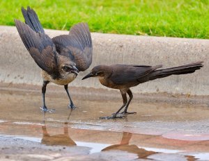Great-tailed Grackles.jpg