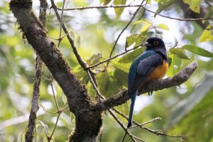 Green-backed Trogon