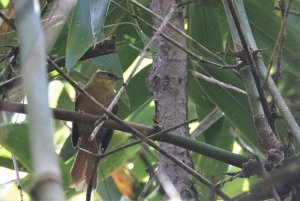 Ochre-breasted Foliage-gleaner