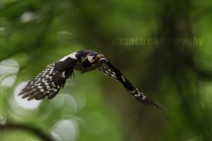 Woodpecker in flight #1
