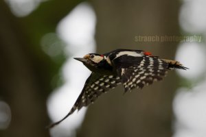 Woodpecker in flight #2