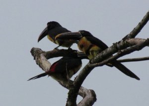 Collared Aricari, Pteroglossus torquatus sanguineus