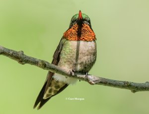 Ruby-throated Hummingbird's Bill Glows