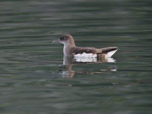 Puffinus gavia