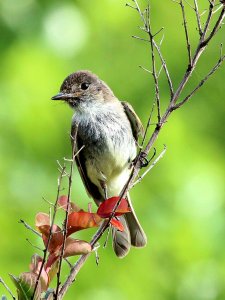 Eastern Phoebe