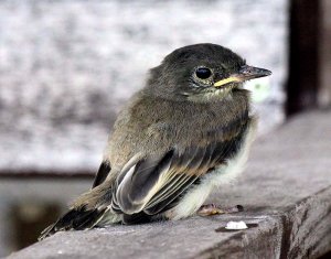 Juvenile Eastern Phoebe