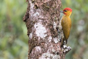 Yellow-throated Woodpecker