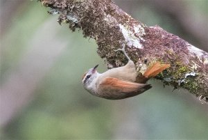 Pallid Spinetail