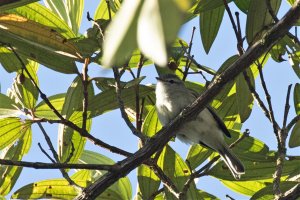 Planalto Tyrannulet