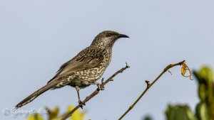 Little Wattlebird