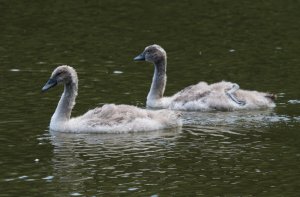 Mute Swan juvenile's