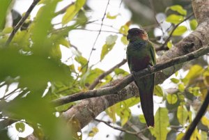 Blue-throated Parakeet