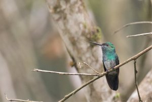 Blue-chinned Sapphire