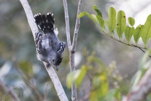 Sooretama Slaty-Antshrike