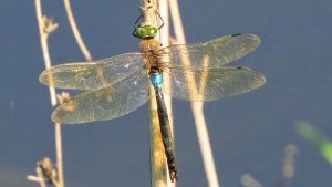 Lesser Emperor Dragonfly