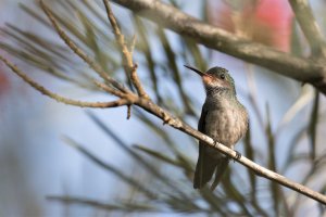 Rufous-throated Sapphire