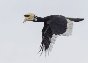 Oriental Pied Hornbill