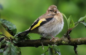 Goldfinch juvenile