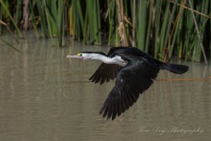 Pied Cormorant (1 of 1).jpg