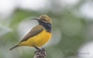 Olive backed Sunbird ( M )