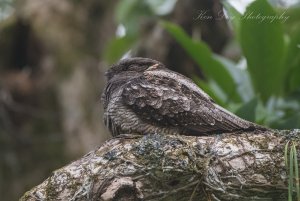 White-throated Nightjar