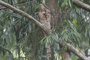 Papuan Frogmouth