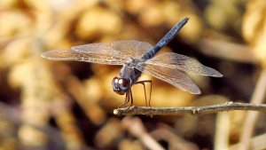 Black Pennant