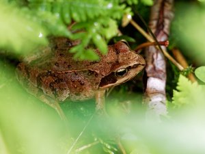 European common frog