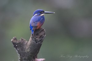 Azure Kingfisher