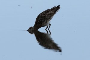 Thirst quenching Curlew