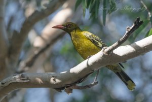 Yellow Oriole