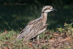 Bush Stone Curlew