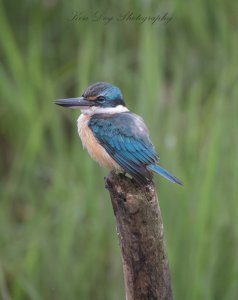 Sacred Kingfisher